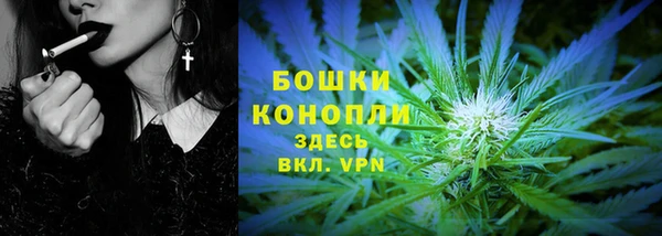прущие грибы Новозыбков